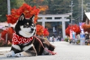 愛犬と『参拝できる神社』6選　初詣の人気スポットや飼い主が心得ておくべきエチケットまで