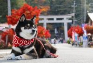 愛犬と『参拝できる神社』6選　初詣の人気スポットや飼い主が心得ておくべきエチケットまで