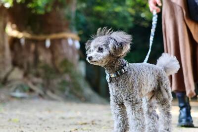 愛犬と『参拝できる神社』6選　初詣の人気スポットや飼い主が心得ておくべきエチケットまで