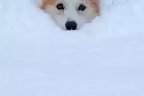 積雪約50センチの中、大喜びで駆け回る犬→埋もれて進めなくなり…まさかの『助けを求める表情』が69万再生「可愛すぎ」「埋まっちゃったｗ」
