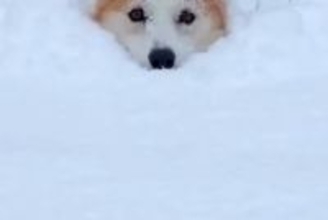 積雪約50センチの中、大喜びで駆け回る犬→埋もれて進めなくなり…まさかの『助けを求める表情』が69万再生「可愛すぎ」「埋まっちゃったｗ」