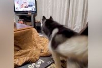 テレビに『猫』が映った結果→ハスキー犬が『遊びたい！』とお誘いして…必死すぎる光景に2万いいね「大興奮すぎるｗｗ」「舌出てて可愛い」