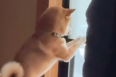 窓をカリカリする柴犬→ロールカーテンに爪が引っかかってしまい…シュールすぎる『ハプニング』に爆笑「すーんｗｗｗ」「閉店ガラガラで草」