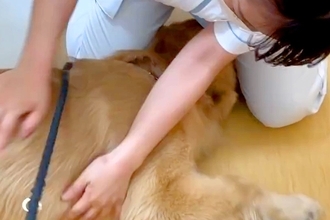 動物病院が好きすぎる大型犬→男性獣医師と女性看護師が同時に呼んだら…まさかの『態度の違い』に反響「やっぱり男の子」「足蹴りに笑ったｗ」