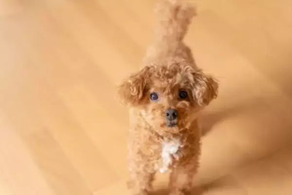 犬が飼い主に『何かを伝えようとしている』サイン4つ　見逃したくないボディランゲージとは？