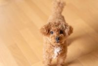 犬が飼い主に『何かを伝えようとしている』サイン4つ　見逃したくないボディランゲージとは？