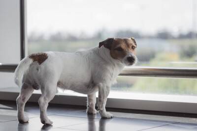 犬が飼い主に『何かを伝えようとしている』サイン4つ　見逃したくないボディランゲージとは？