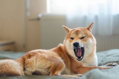 犬が飼い主に『何かを伝えようとしている』サイン4つ　見逃したくないボディランゲージとは？