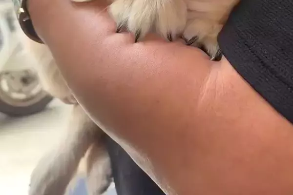 まだ散歩に行ったことがない子犬→試しに外を覗かせてみたら、腕の中で…あまりにも赤ちゃんな『尊い光景』が266万再生「なんちゅう可愛さ…」