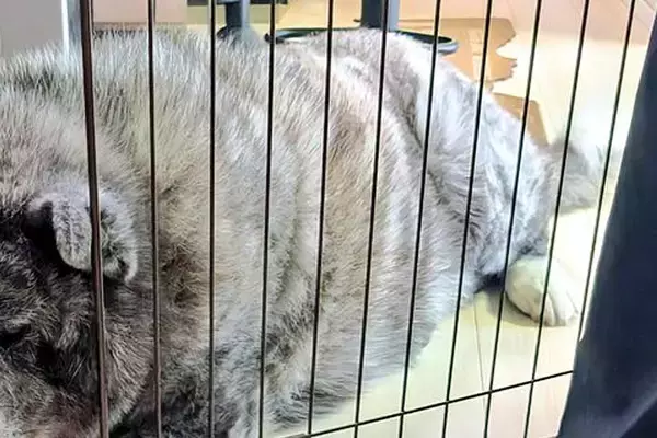 なぜかキッチンの柵に挟まっている秋田犬→実は演技をしていて…巧妙すぎる『まさかの表情』に1万いいね集まる「忍べてなくて草」「知能犯ｗｗ」