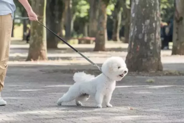 犬が散歩中に『走り出す』ときの理由5つ　急にダッシュする心理や考えられるトラブルまで
