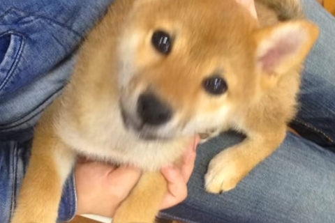 たまたま気になった『売れ残り犬』を連れて帰宅→裏庭にドッグランを作ってあげて…愛に溢れた『素敵な物語』に感動「ジーンとした」「幸せ者だ」