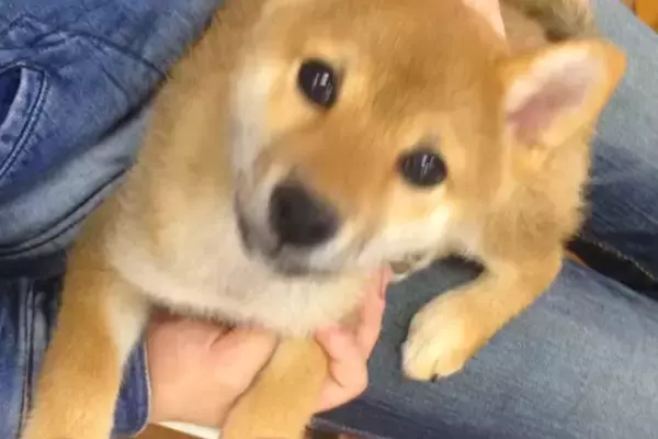 たまたま気になった『売れ残り犬』を連れて帰宅→裏庭にドッグランを作ってあげて…愛に溢れた『素敵な物語』に感動「ジーンとした」「幸せ者だ」