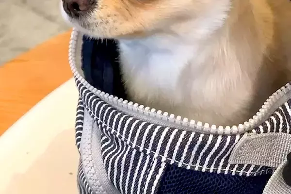 『お出かけ行くよ』と犬に伝え、病院へ向かった結果→騙されたことに気付いて…子どものような『絶望の表情』に反響「頑張ったね」「最後ｗ」