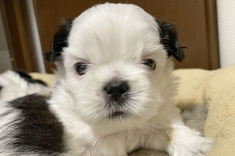 真っ白なお顔の赤ちゃん犬→『このまま育つかな』と思ったら、1年後…誰も想像できなかった『衝撃の現在』に反響「最高」「同じ犬とは思えない」