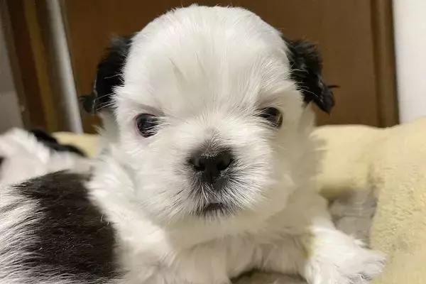 真っ白なお顔の赤ちゃん犬→『このまま育つかな』と思ったら、1年後…誰も想像できなかった『衝撃の現在』に反響「最高」「同じ犬とは思えない」