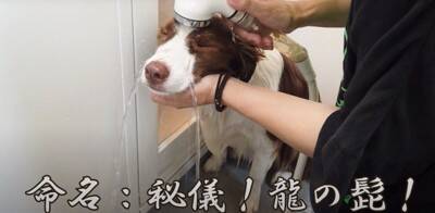 犬が『大嫌いなお風呂』に入れられた結果…この世の終わりかのような表情が64万再生「絶対賢い」「すげ〜」知性あふれる行動にも賞賛の声