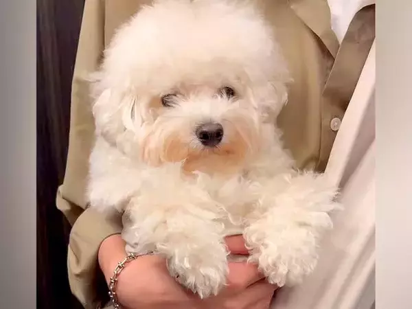 毛が伸びた『もふもふの犬』をトリミングした結果→まるでぬいぐるみのような『ビフォーアフター』に反響「嘘みたいに可愛い」「気品ある」