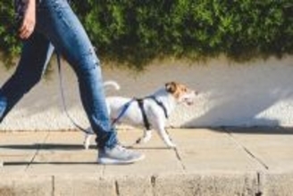 犬を楽しませる『散歩の仕方』3つ　喜んでいるかどうかを判断する方法や意欲的に外出させるコツまで