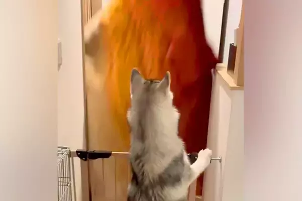 大型犬に『目の前から消えるドッキリ』を仕掛けた結果→思っていたのと違う『まさかのリアクション』が話題「マイペース」「私らも見習お」