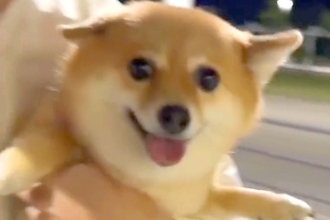 久々にママが帰ってくるので、犬が『駅までお迎えに行った』結果→再会の瞬間に…ドタバタすぎる『おかえり』が54万再生「よっぽど嬉しいんだ」