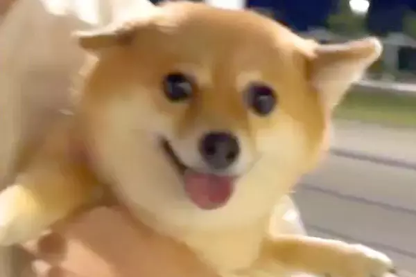 久々にママが帰ってくるので、犬が『駅までお迎えに行った』結果→再会の瞬間に…ドタバタすぎる『おかえり』が54万再生「よっぽど嬉しいんだ」