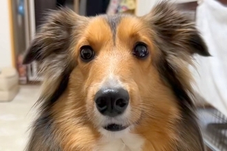 なぜか消えた『きゅうり』→犬に行方を尋ねた結果…あまりにもわかりやすい『正直すぎる態度』が話題「キョドってるｗ」「可愛すぎて怒れない」