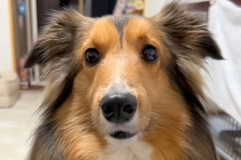 なぜか消えた『きゅうり』→犬に行方を尋ねた結果…あまりにもわかりやすい『正直すぎる態度』が話題「キョドってるｗ」「可愛すぎて怒れない」