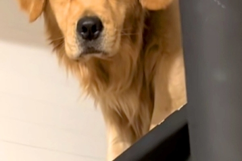 早朝、お弁当を作っていたら『大型犬』が起きてきて…顔を見てみたら→寝起きすぎる『表情』が63万再生「むくみ可愛い」「朝弱いのかな？ｗ」