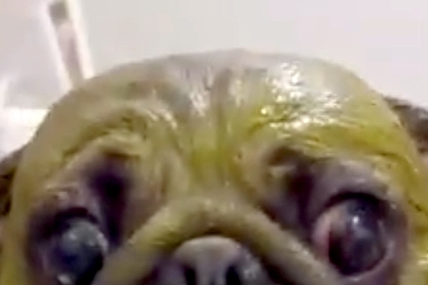 全身緑になるパックをした犬→『お洒落なことをした』と思ったら…納得せざるを得ない『秀逸なあだ名』に爆笑「既視感」「千と千尋出てました？」