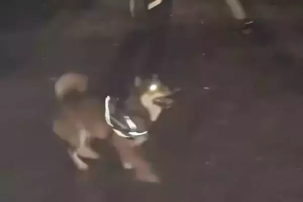 夜、公園のロープを犬の前に出した結果→『可愛く遊ぶかな』と撮影すると…ホラーすぎる『まさかの光景』に爆笑「電車で見るんじゃなかったｗ」