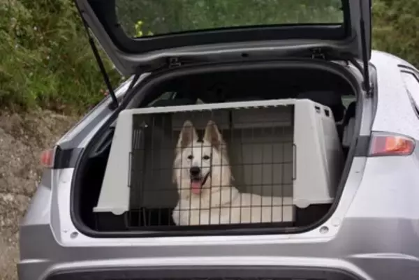 犬とのドライブに持っていきたい『便利グッズ』4選　安全性に優れたおすすめのペット用品とは？