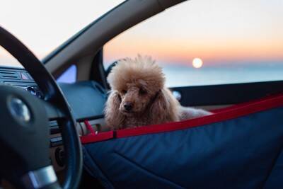 犬とのドライブに持っていきたい『便利グッズ』4選　安全性に優れたおすすめのペット用品とは？