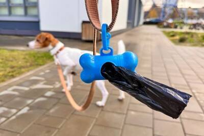 犬とのドライブに持っていきたい『便利グッズ』4選　安全性に優れたおすすめのペット用品とは？