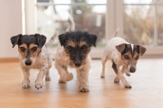 犬が家の中で『大騒ぎする』心理4つ　なぜ暴れてしまうの？おとなしくさせるコツまでご紹介