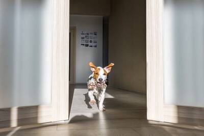 犬が家の中で『大騒ぎする』心理4つ　なぜ暴れてしまうの？おとなしくさせるコツまでご紹介