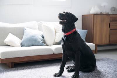 犬が家の中で『大騒ぎする』心理4つ　なぜ暴れてしまうの？おとなしくさせるコツまでご紹介