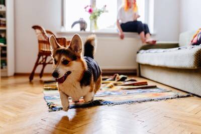 犬が家の中で『大騒ぎする』心理4つ　なぜ暴れてしまうの？おとなしくさせるコツまでご紹介