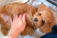『普通のトイプードルを飼った』と思っていたら→3年後…想像と違いすぎる『まさかの成長』に反響「変わりすぎて草」「信じられんｗｗ可愛い」