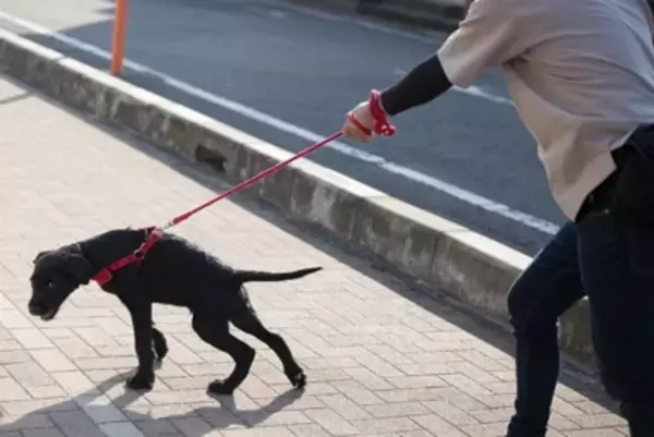 犬の『リード』を使用するときの絶対NG行為5選　今すぐ見直すべき飼い主の誤った認識とは？