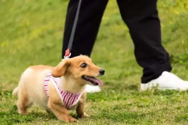 『長時間の散歩がNGな犬』の特徴4選　運動のしすぎによるリスクや適切な歩行時間まで
