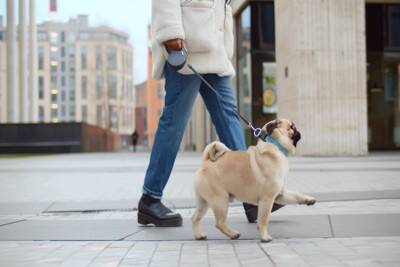 『長時間の散歩がNGな犬』の特徴4選　運動のしすぎによるリスクや適切な歩行時間まで