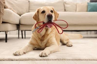 『長時間の散歩がNGな犬』の特徴4選　運動のしすぎによるリスクや適切な歩行時間まで
