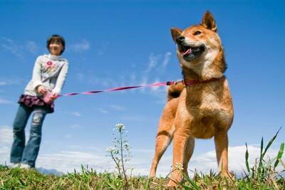 『長時間の散歩がNGな犬』の特徴4選　運動のしすぎによるリスクや適切な歩行時間まで