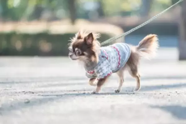 『洋服を着せるべき』犬種5選　ワンコに服は本当に必要なの？メリットまでご紹介