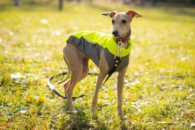 『洋服を着せるべき』犬種5選　ワンコに服は本当に必要なの？メリットまでご紹介