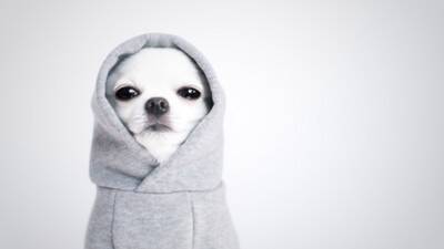 『洋服を着せるべき』犬種5選　ワンコに服は本当に必要なの？メリットまでご紹介