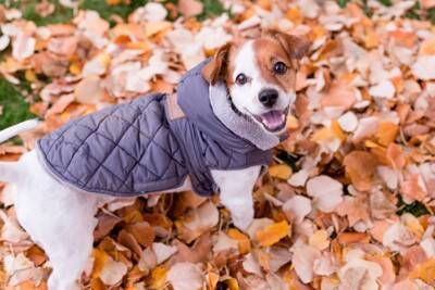 『洋服を着せるべき』犬種5選　ワンコに服は本当に必要なの？メリットまでご紹介