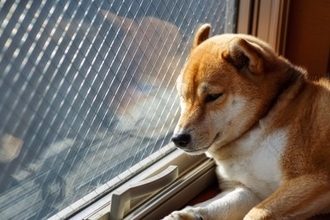 犬が病気になるかもしれない『生活環境』5選　愛犬の心身ともに悪影響を及ぼす部屋の状況とは？