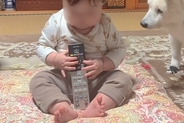 『赤ちゃんが危なっかしいことをしている』とソワソワするおばあちゃん犬→隣で一生懸命に…本当の孫のような光景が11万再生「泣けてくる可愛さ」
